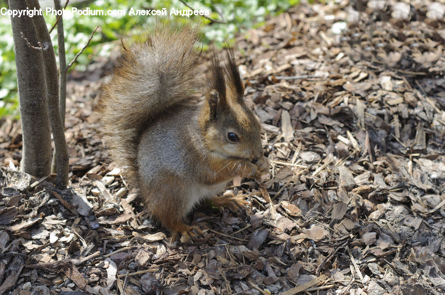 Animal, Mammal, Rodent, Squirrel