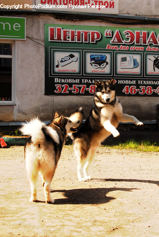Animal, Canine, Dog, Husky, Mammal, Pet, German Shepherd