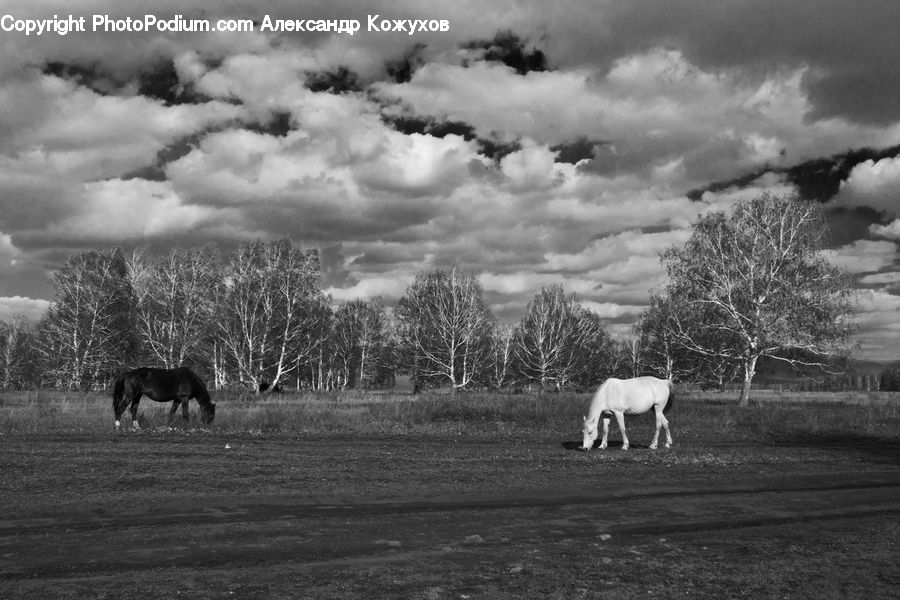 Animal, Horse, Mammal, Antelope, Gazelle, Impala, Countryside