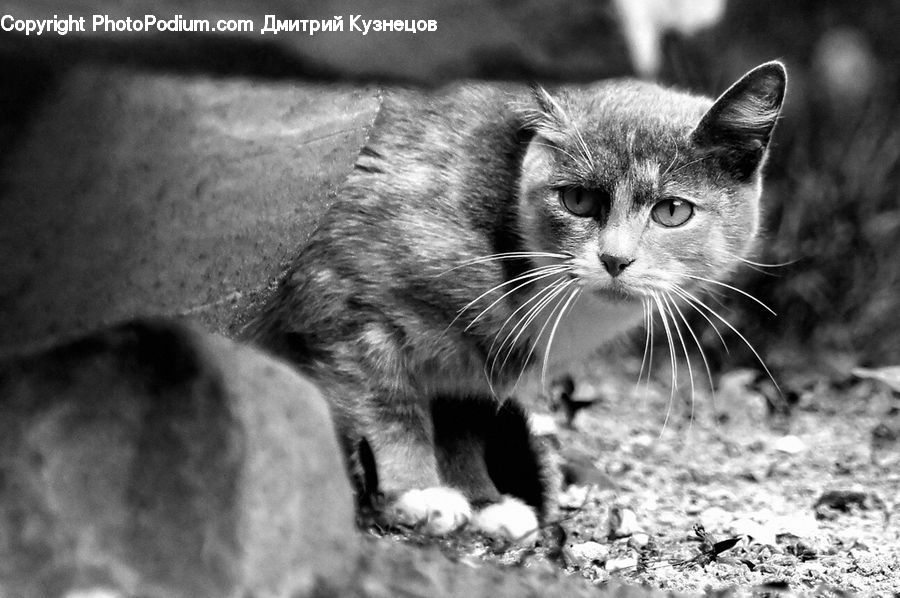 Animal, Abyssinian, Cat, Mammal, Pet, Adorable, Kitten