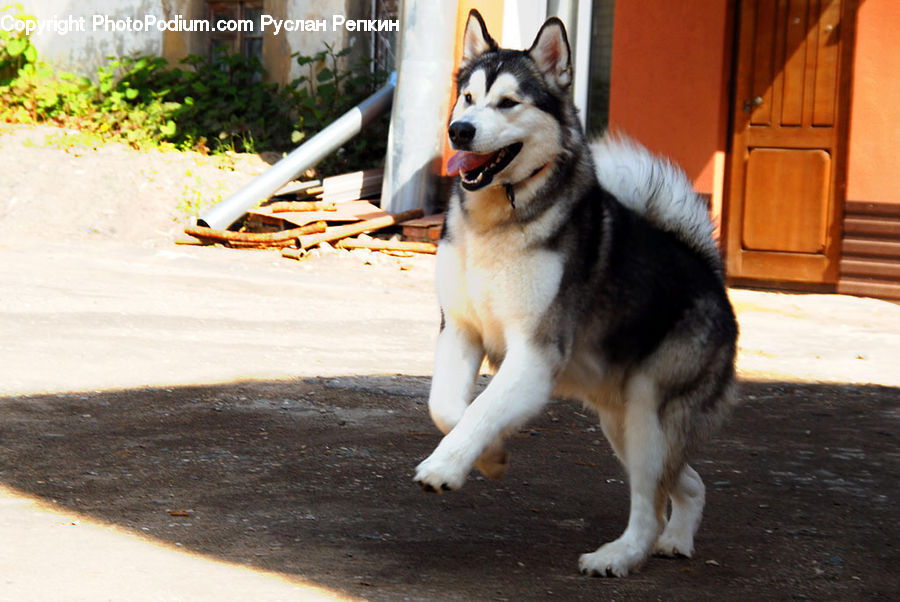 Animal, Canine, Dog, Husky, Mammal, Pet, Plant