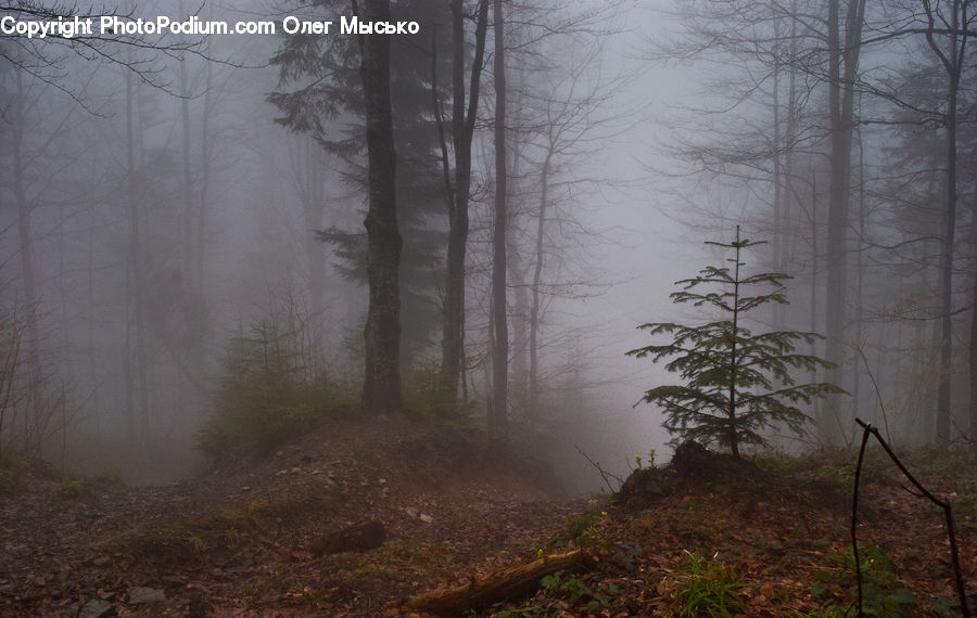 Ice, Outdoors, Snow, Fog, Mist, Plant, Tree