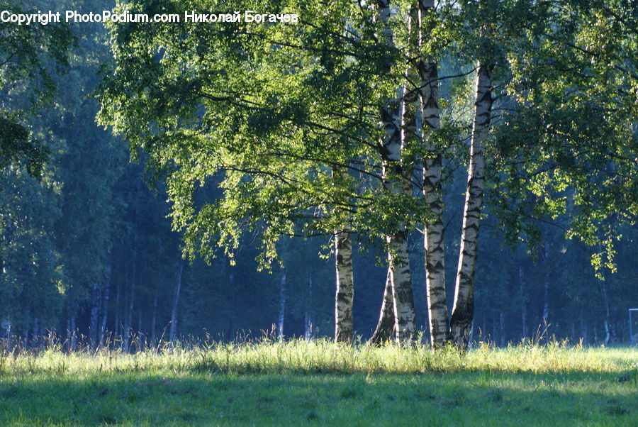 Birch, Tree, Wood, Field, Grass, Grassland, Plant