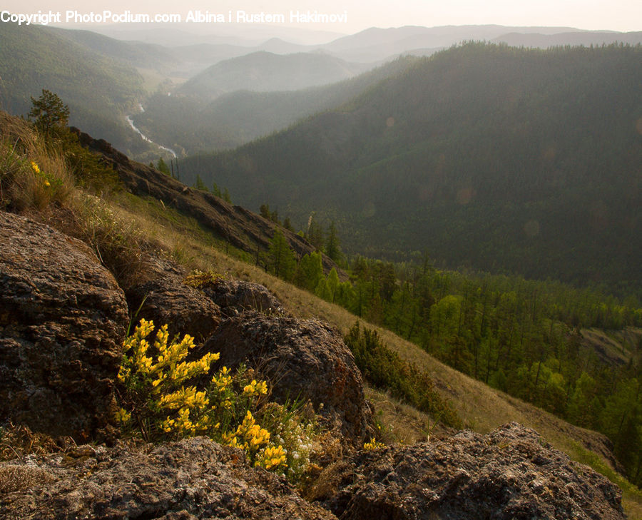 Flower, Mimosa, Plant, Conifer, Fir, Tree, Crest