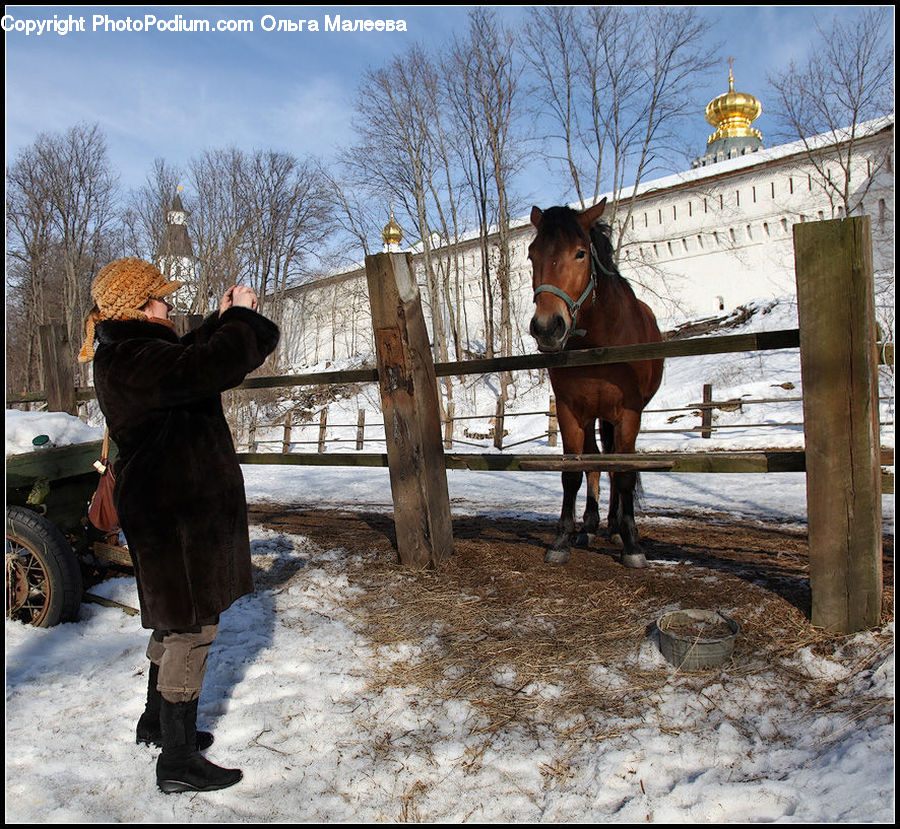People, Person, Human, Animal, Horse, Mammal, Equestrian