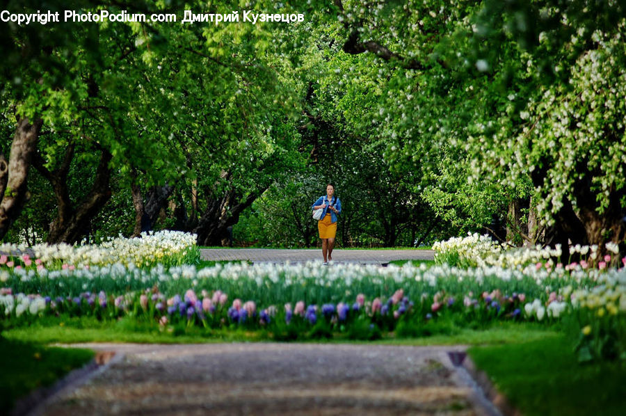 Blossom, Flora, Flower, Plant, Tulip, Garden, Forest