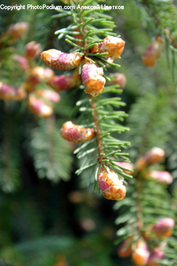 Conifer, Fir, Plant, Tree, Pine, Spruce, Wood