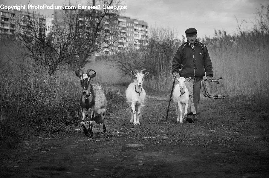 People, Person, Human, Animal, Goat, Mammal, Mountain Goat