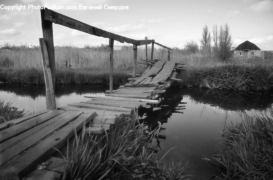 Land, Marsh, Outdoors, Swamp, Water, Grass, Plant