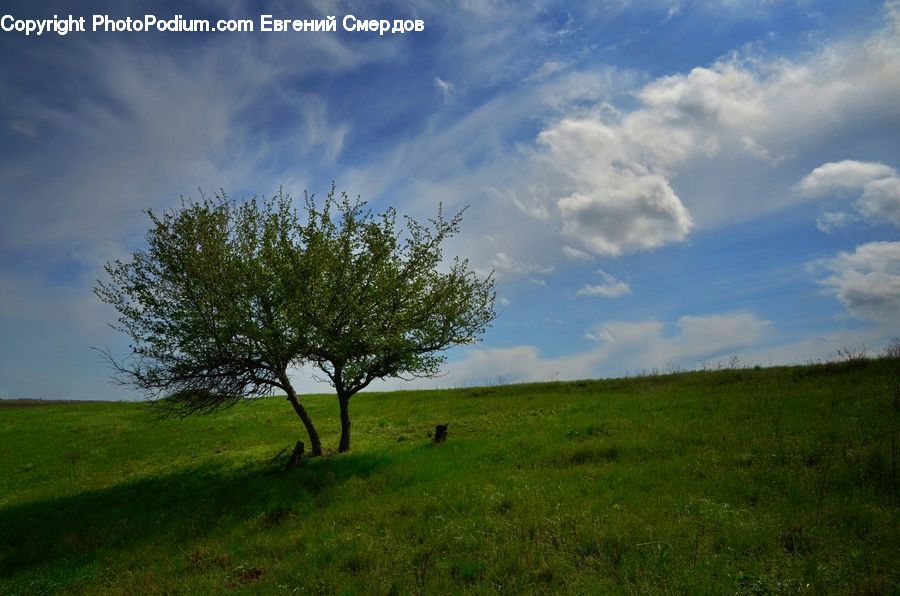 Field, Grass, Grassland, Land, Outdoors, Plant, Tree