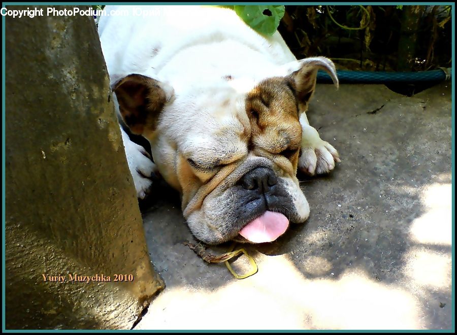 Animal, Boxer, Bulldog, Canine, Dog, Mammal, Pet
