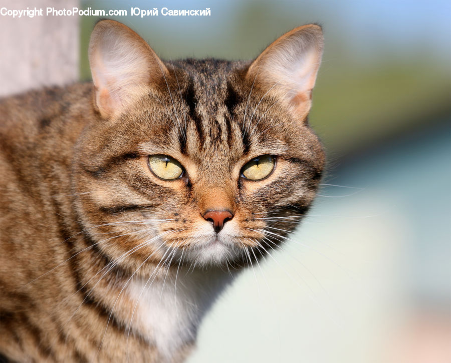 Animal, Cat, Mammal, Pet, Abyssinian, Manx