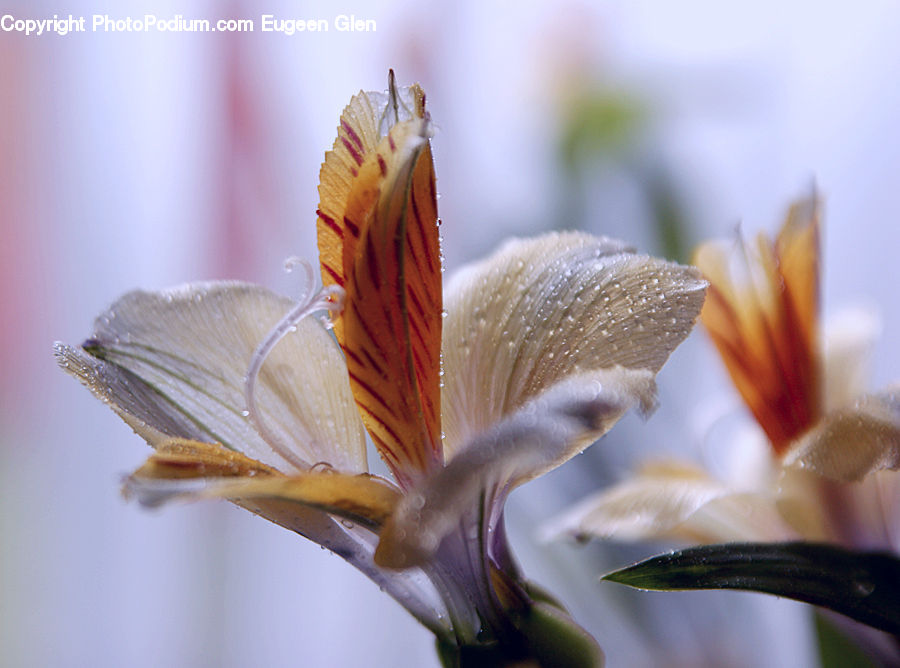 Butterfly, Insect, Invertebrate, Flora, Flower, Gladiolus, Plant