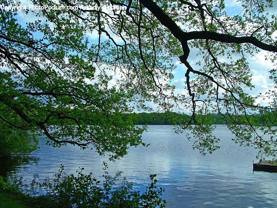 Outdoors, Pond, Water, Blossom, Flora, Flower, Plant