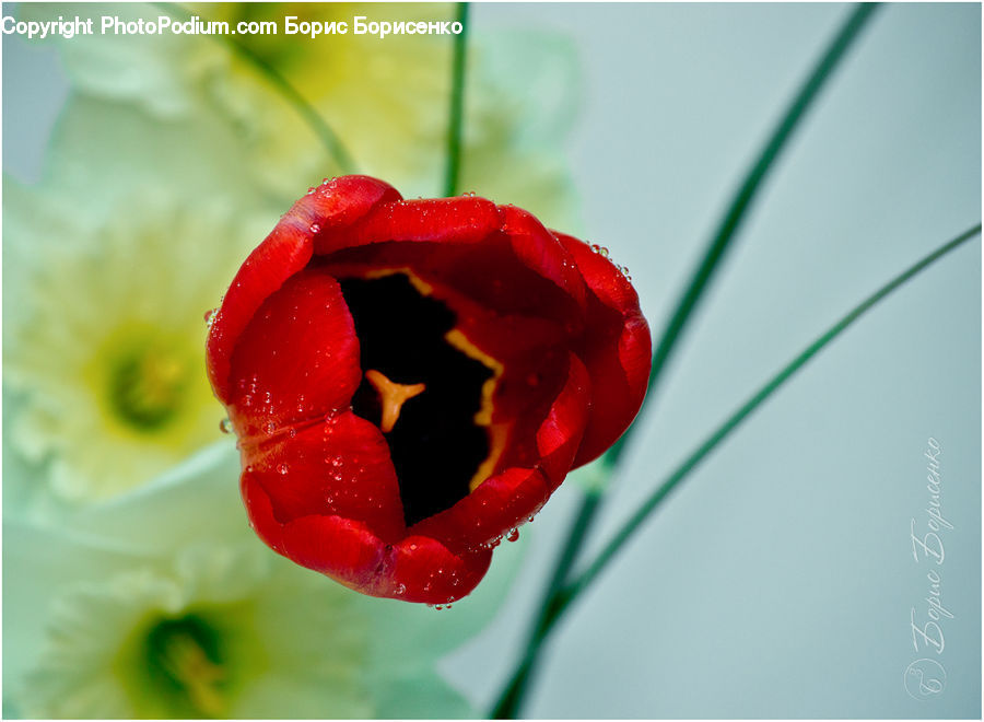 Blossom, Flora, Flower, Geranium, Plant, Tulip, Gladiolus