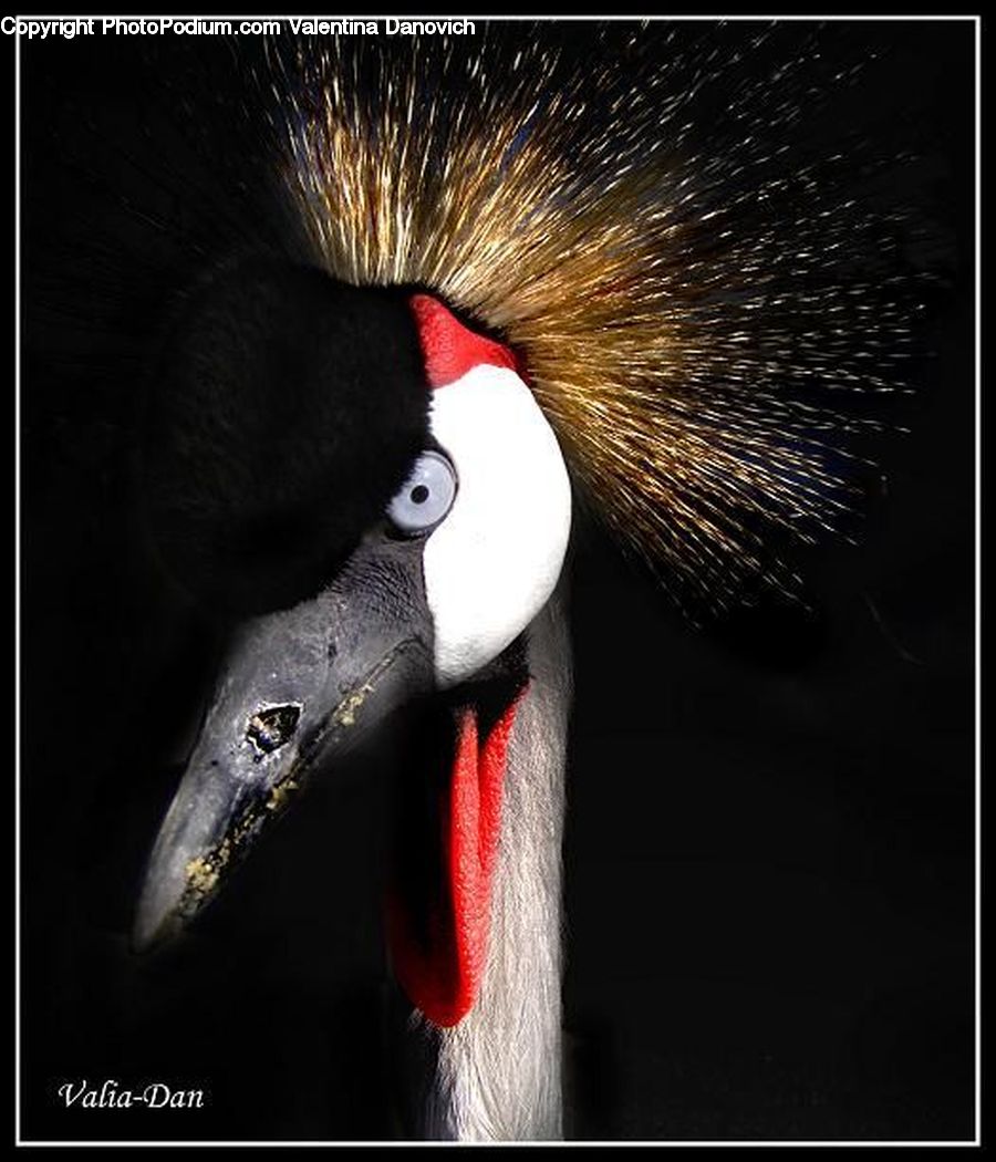 Beak, Bird, Head, Portrait