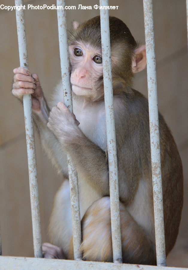 Animal, Mammal, Monkey, Finger, Hand