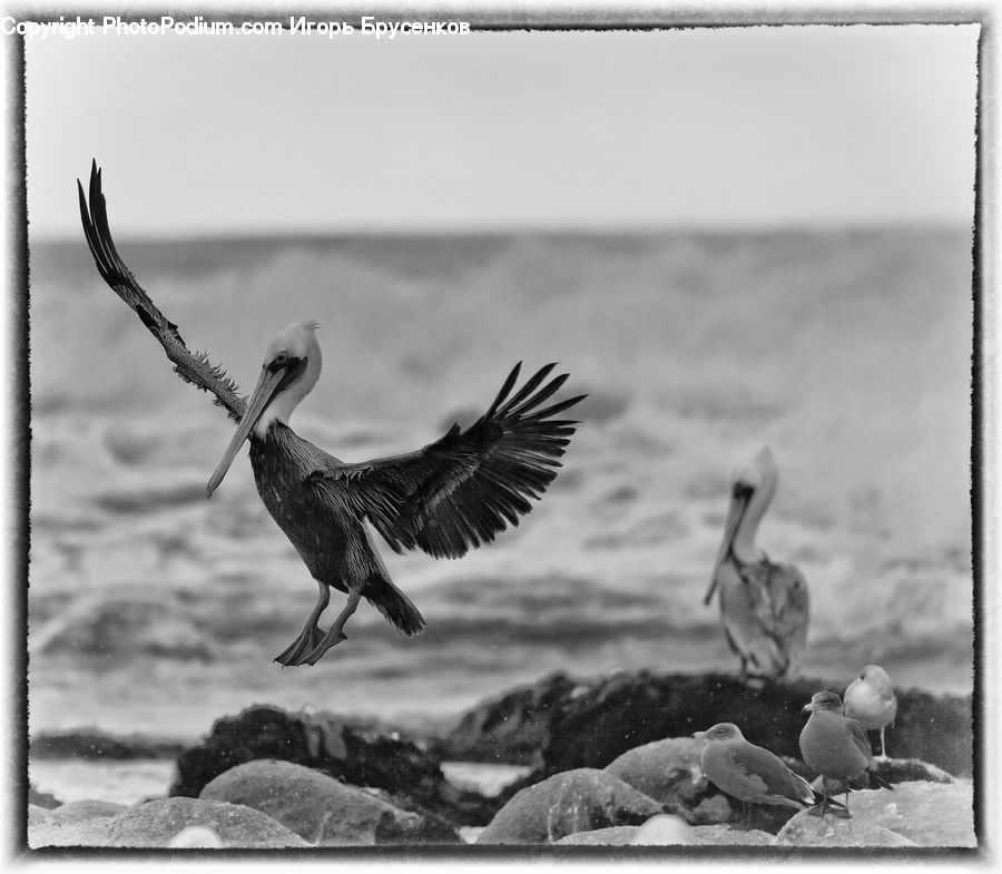 Bird, Cormorant, Waterfowl, Ardeidae, Anhinga, Beak, Pelican