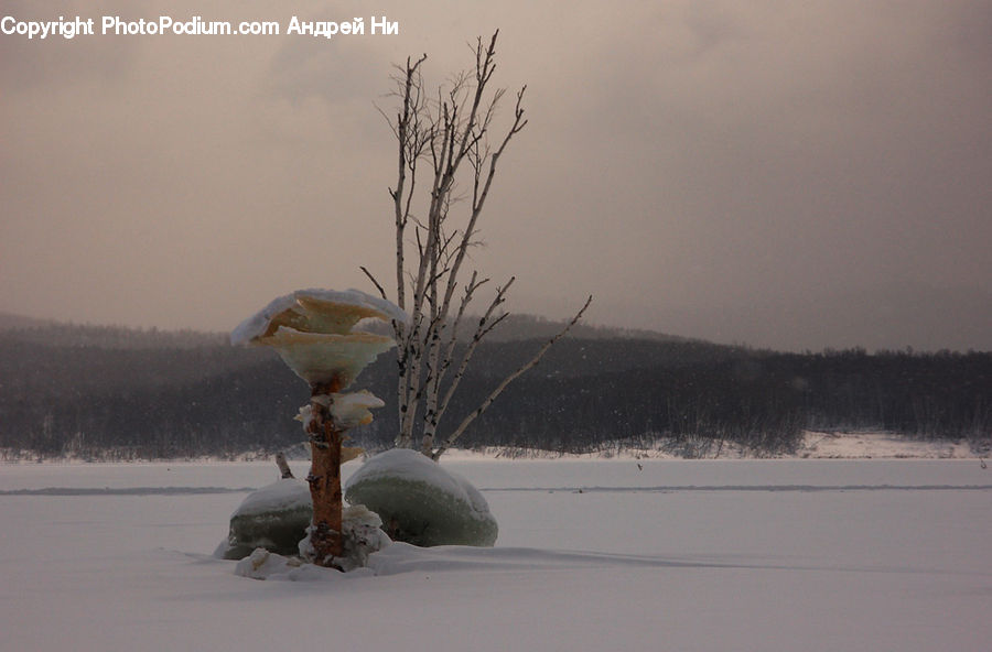 Ice, Outdoors, Snow, Plant, Potted Plant, Tree, Flower Arrangement