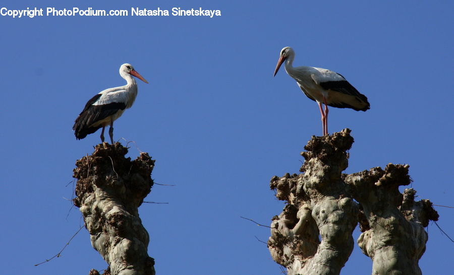 Bird, Stork, Crane Bird, Heron, Art, Sculpture, Statue