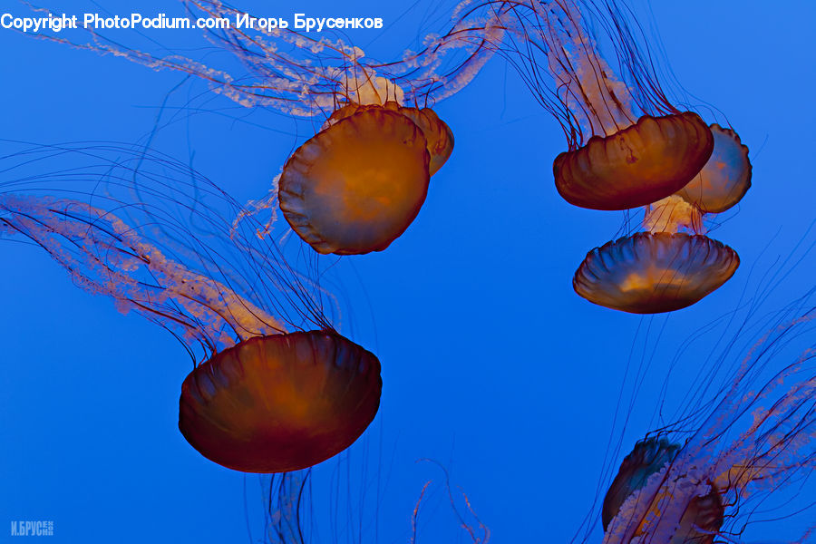 Invertebrate, Jellyfish, Sea Life