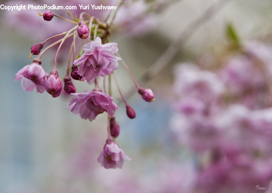 Blossom, Cherry Blossom, Flower, Flora, Orchid, Plant, Foxglove