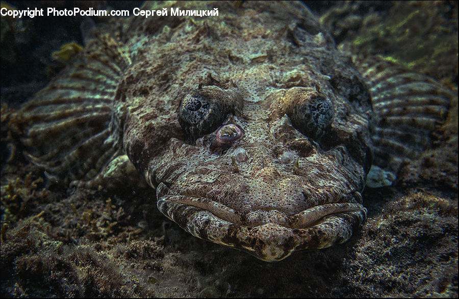Alligator, Crocodile, Reptile, Rock