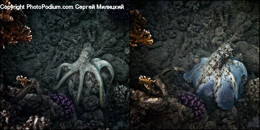 Plant, Potted Plant, Invertebrate, Sea Life, Starfish, Soil, Forest