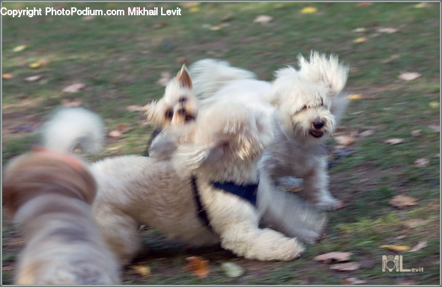 Animal, Canine, Dog, Mammal, Pet, Terrier, Papillon