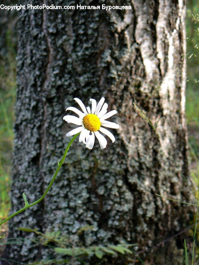Daisies, Daisy, Flower, Plant, Asteraceae, Blossom, Flora