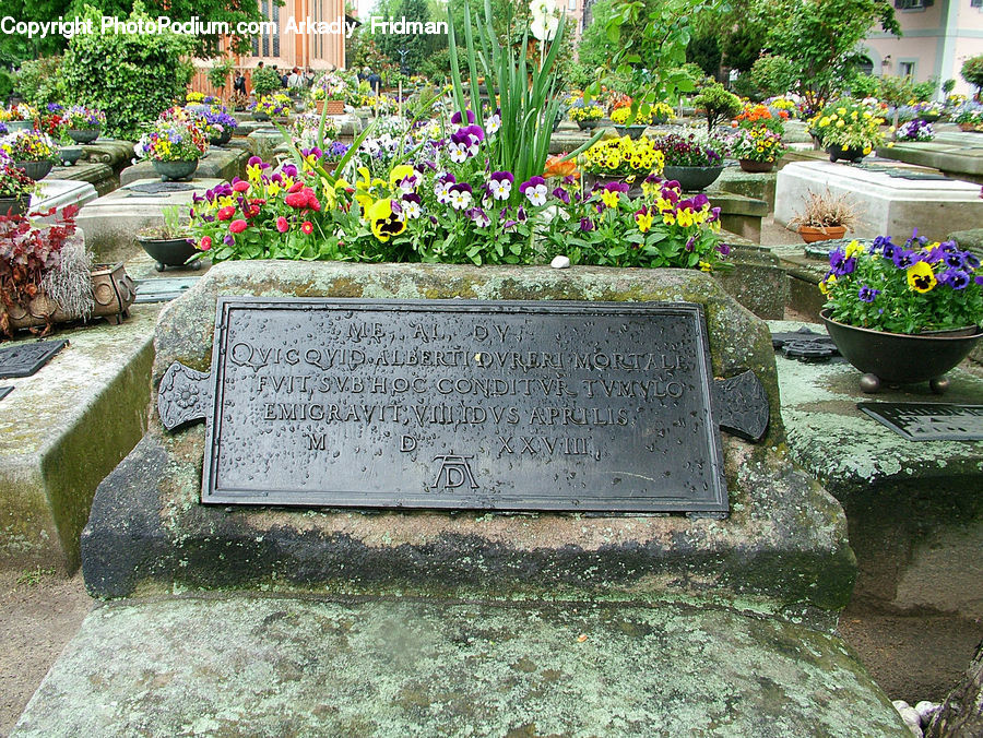 Plant, Potted Plant, Tomb, Tombstone, Flagstone, Pot, Pottery
