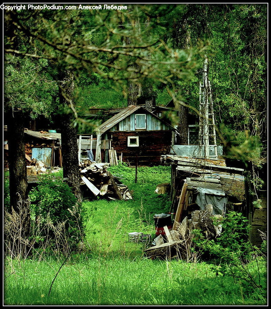 Plant, Potted Plant, Cabin, Hut, Rural, Shack, Shelter