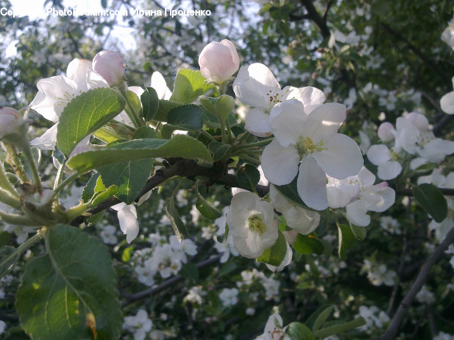 Blossom, Flora, Flower, Plant, Geranium, Cherry Blossom, Petal
