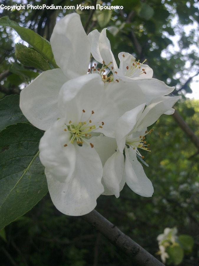 Blossom, Flora, Flower, Plant, Cherry Blossom, Anther, Petal