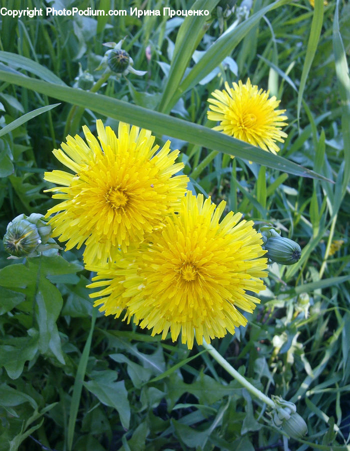 Dandelion, Flower, Plant, Asteraceae, Blossom, Flora, Herbal
