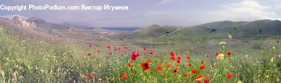 Field, Grass, Grassland, Land, Outdoors, Plant, Nature