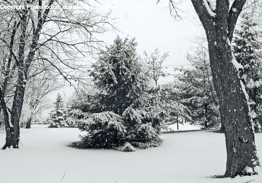 Ice, Outdoors, Snow, Plant, Tree, Conifer, Fir