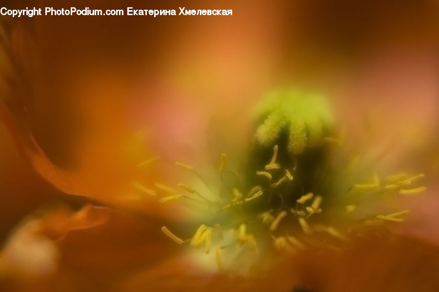 Flora, Pollen, Blossom, Flower, Plant, Anther, Petal