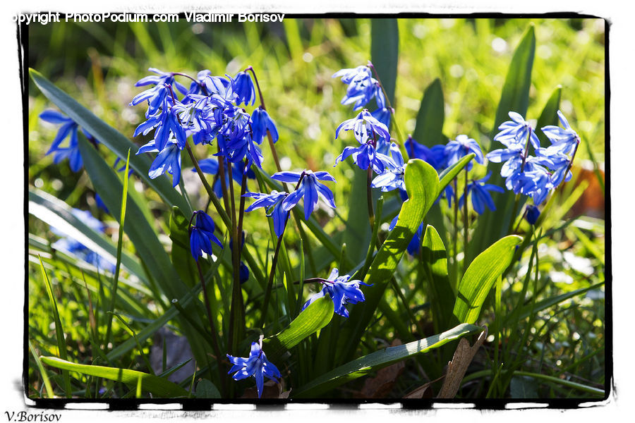 Flora, Flower, Iris, Plant, Blossom, Fiber, Flax
