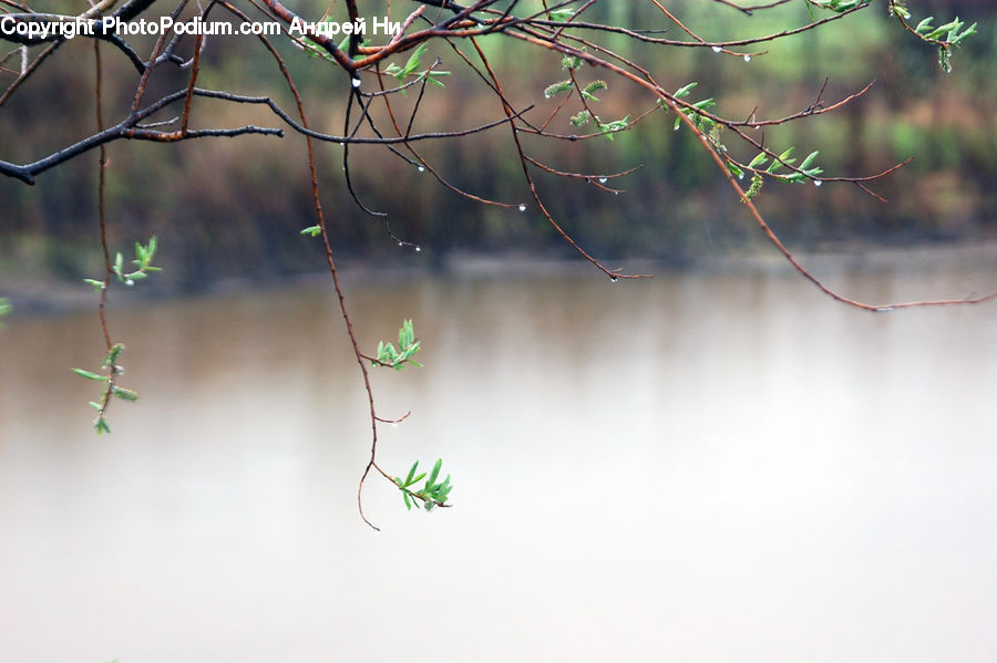 Bee Eater, Bird, Parakeet, Parrot, Plant, Weed, Blossom