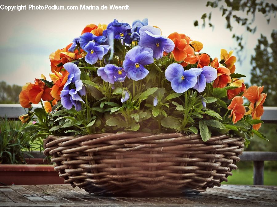 Plant, Potted Plant, Blossom, Flora, Flower, Pansy, Floral Design