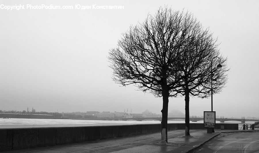 Plant, Tree, Oak, Wood, Bench