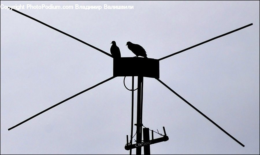 Bird, Blackbird, Crow, Silhouette, Dove, Pigeon, Architecture