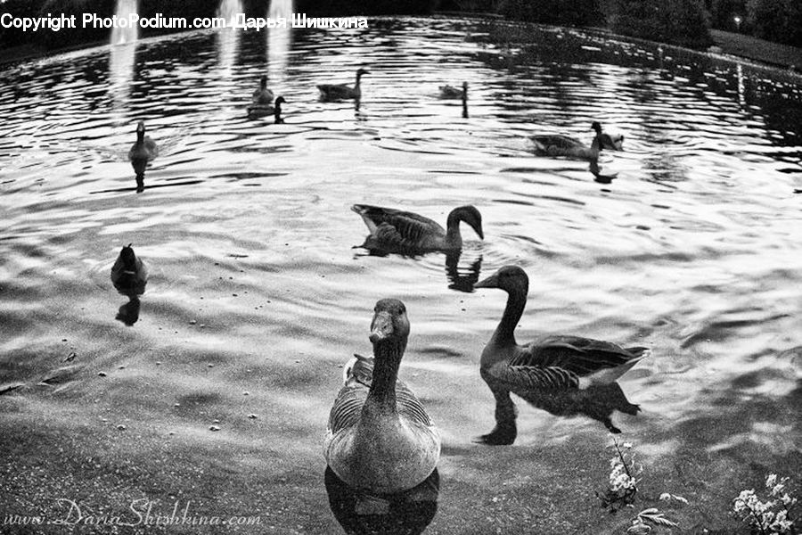 Bird, Goose, Waterfowl, Duck, Teal, Outdoors, Ripple