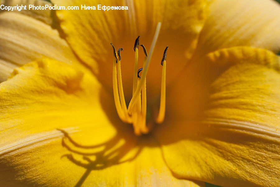 Flora, Flower, Iris, Plant, Blossom, Crocus, Geranium