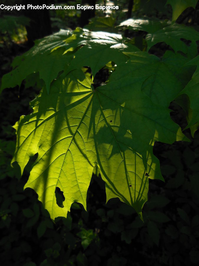 Algae, Ivy, Plant, Vine, Leaf, Veins, Fruit