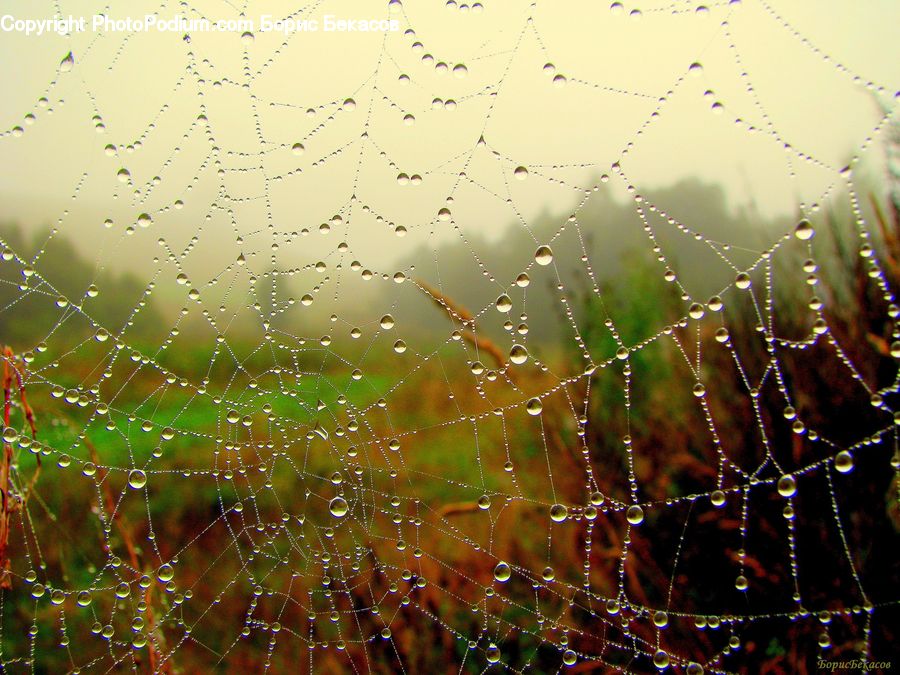 Arachnid, Garden Spider, Insect, Invertebrate, Spider, Field, Grass