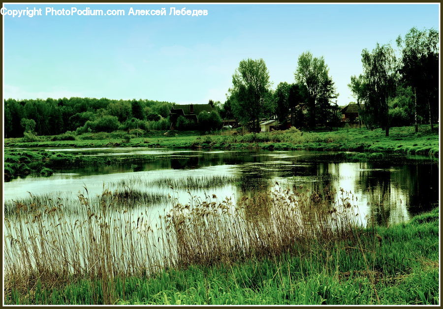 Outdoors, Pond, Water, Field, Grass, Grassland, Plant