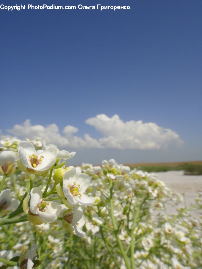 Flora, Flower, Lily, Plant, Blossom, Daisies, Daisy