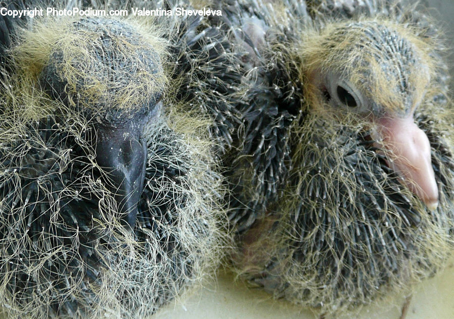 Beak, Bird, Dove, Pigeon